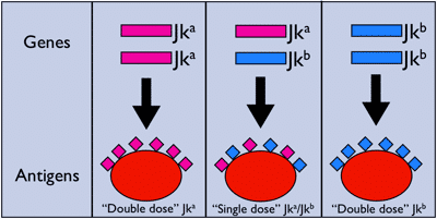 Dosageexample