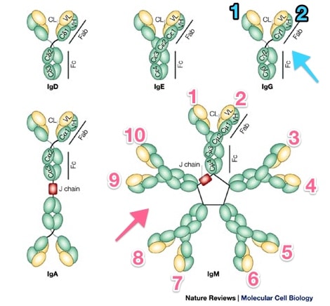 Immunoglobulins