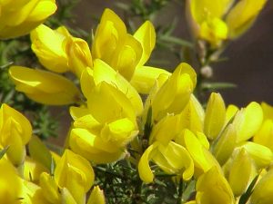 Ulex europaeus-Common Gorse plant