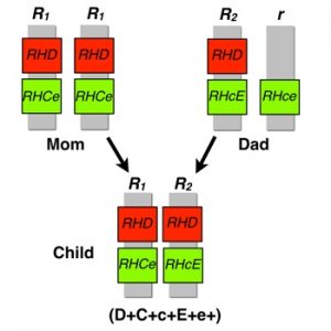 Rh Inheritance Chart