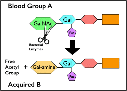 Acquired B biochemistry