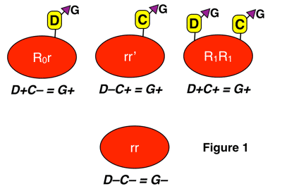 G presence and absence