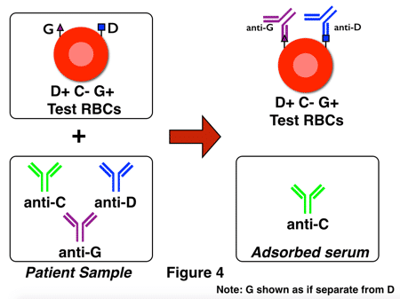 G differentiation 1