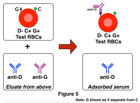 G differentiation 2