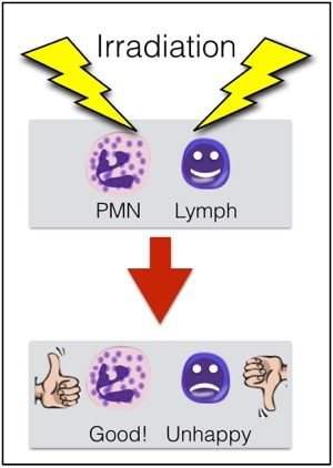 Irradiate PMNs!