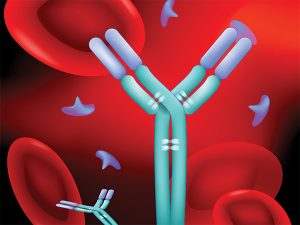 Antibodies and RBCs