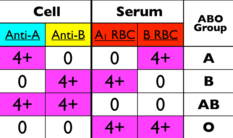 Compatibility Of Blood Types: ABO Blood Group System - Lab Me