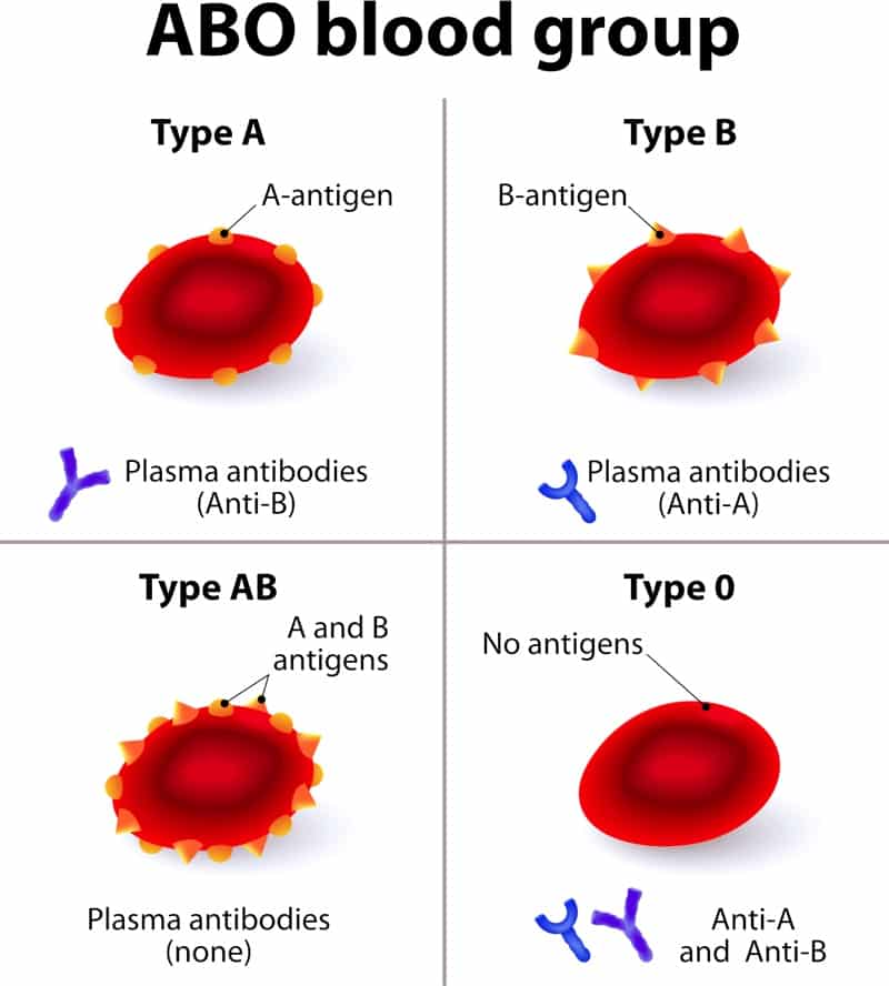 ABO antigens and antibodies