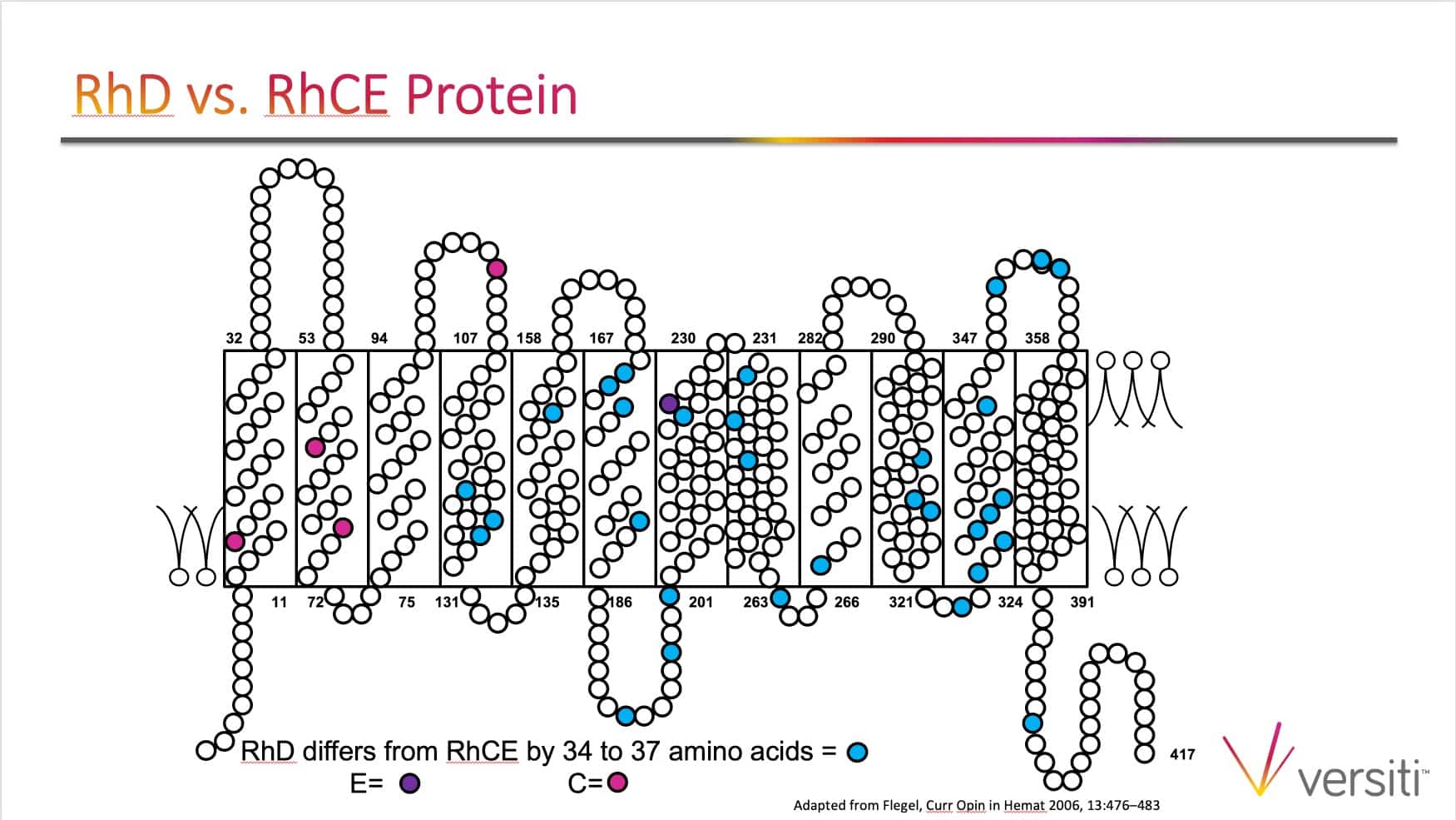 Slide 2: Comparison of RhD and RhCE proteins