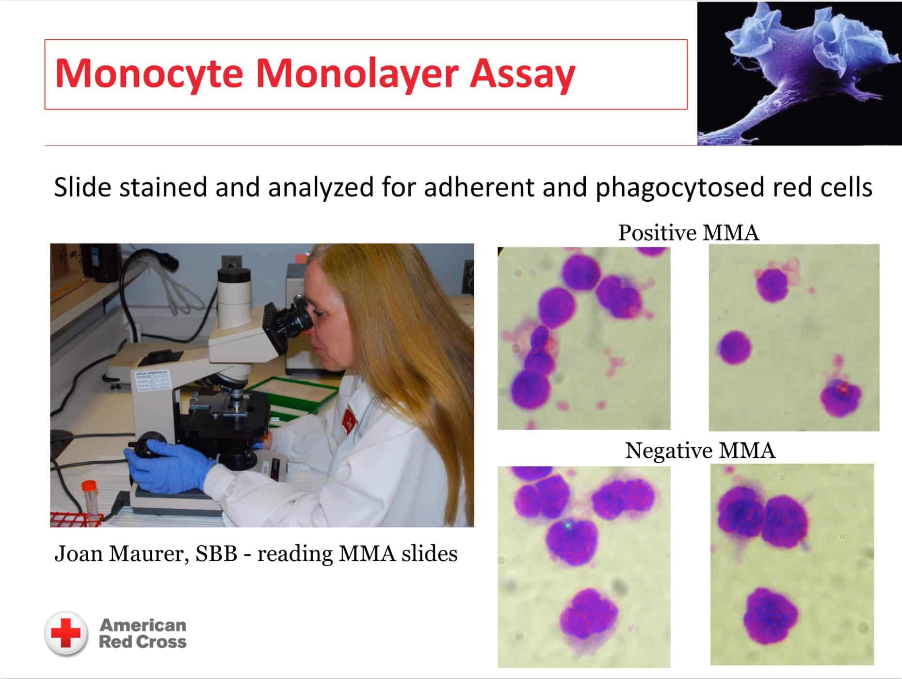 Monocyte monolayer assay image 5