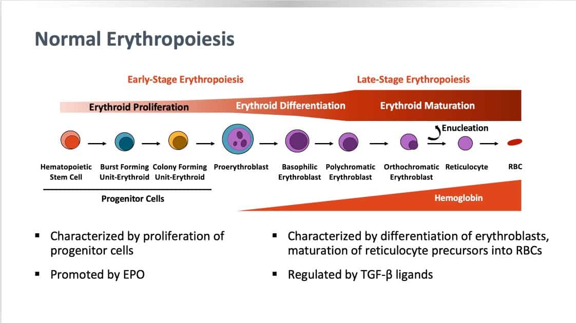 Slide 1 - Normal erythropoiesis