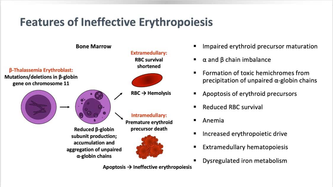 Slide 3 - Problems when erythropoiesis is ineffective